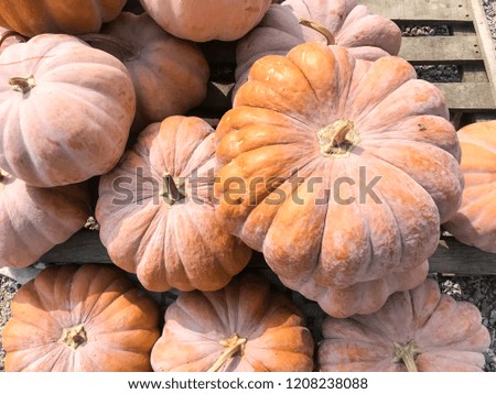 Fall Pumpkins Background
