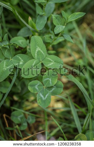 Four leafed clover in the grass