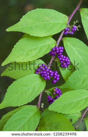 Japanese beautyberry (Callicarpa japonica)

