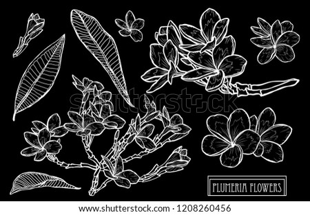 Decorative plumeria  flowers set, design elements. Can be used for cards, invitations, banners, posters, print design. Floral background in line art style