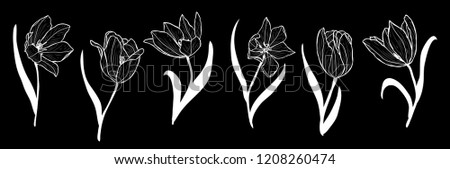 Decorative tulip flowers set, design elements. Can be used for cards, invitations, banners, posters, print design. Floral background in line art style