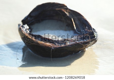 The old coconut is stranded on the beach