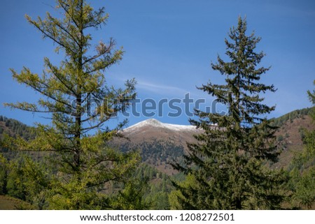 Top of many green Christmas trees in the summer day. group of christmas tree with blue sky background and mountains