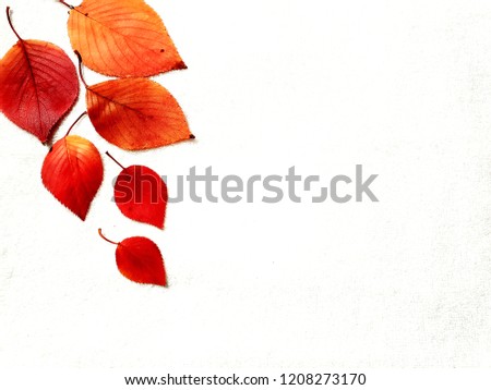 Red leaves image on white background