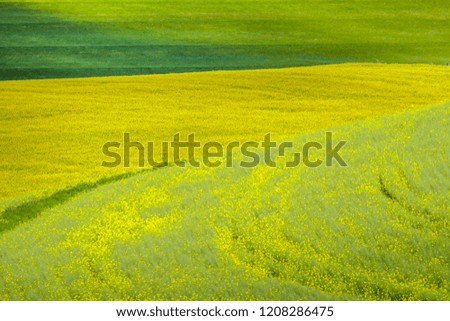 yellow rapeseed, green wheat and cloudy sky in Garden Route,  South Africa