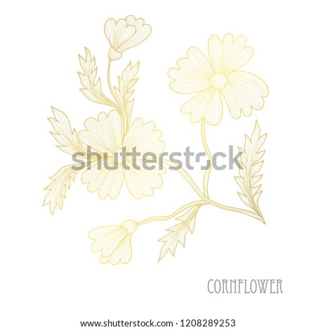 Decorative  cornflowers, design elements. Can be used for cards, invitations, banners, posters, print design. Golden flowers