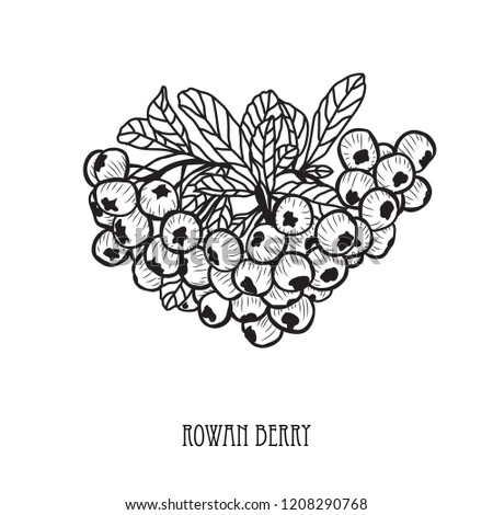 Decorative  rowan berries, design elements. Can be used for cards, invitations, banners, posters, print design. Floral background in line art style