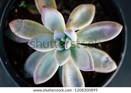Succulent graptoveria Opalina