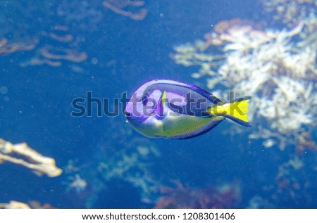 Tropical Fish Dorie in a marine aquarium in blue optics Paracanthurus hepatus