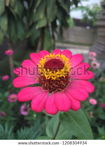 Single Thai cosmos flower with bright petals (pink or orange) at the middle of the picture and on blur background of other cosmos flowers and their leafs.