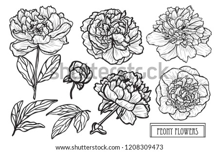 Decorative peony  flowers set, design elements. Can be used for cards, invitations, banners, posters, print design. Floral background in line art style