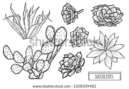 Decorative  succulents set, design elements. Can be used for cards, invitations, banners, posters, print design. Floral background in line art style