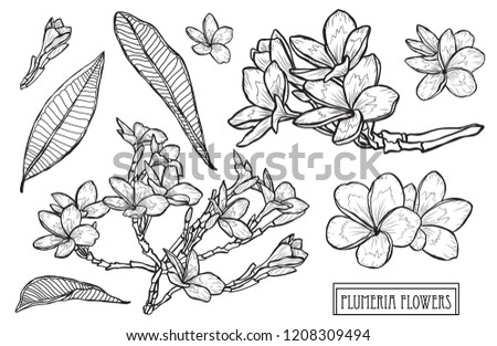 Decorative plumeria  flowers set, design elements. Can be used for cards, invitations, banners, posters, print design. Floral background in line art style