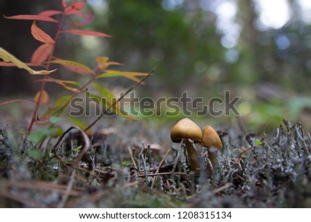Mushroom growing in the woods