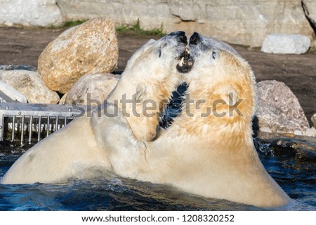 Two polar bears playing and figthing