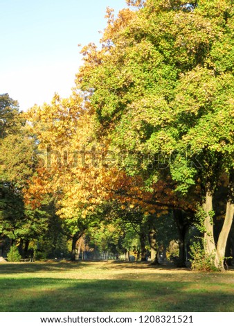 autumn park, trees in motley leaves
