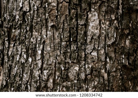 Old Wood Tree Bark Texture Lines Background Pattern