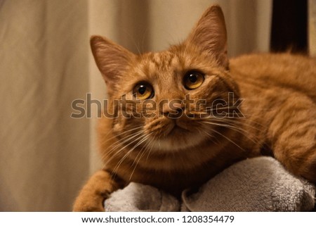 Photo of ginger cat