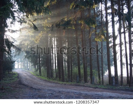 forest moorning light