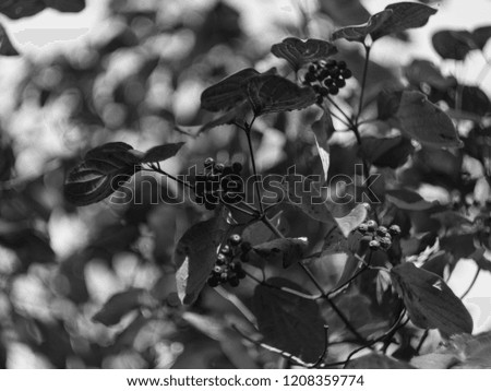 Autumn foliage in black and white
