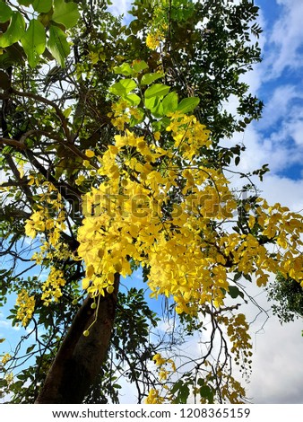under the cassia fistula flowers with sun light in the afternoon