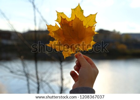Beautiful autumn tree leaves. Sunny sky background