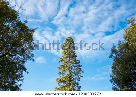 Isolated view of a magnificent and very old Pine Tree shown framed between to smaller trees as seen in a forest clearing in a wilderness area. A contrasting blue sky and clouds can be seen.