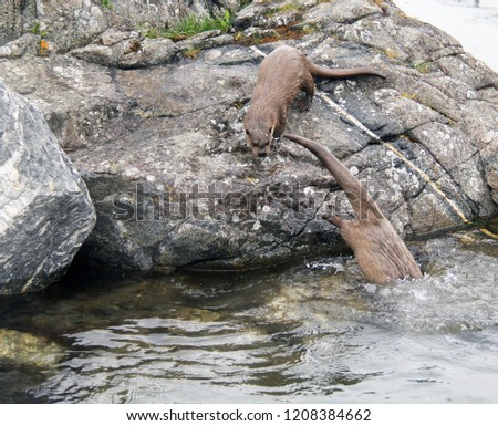 Family of River Otters
