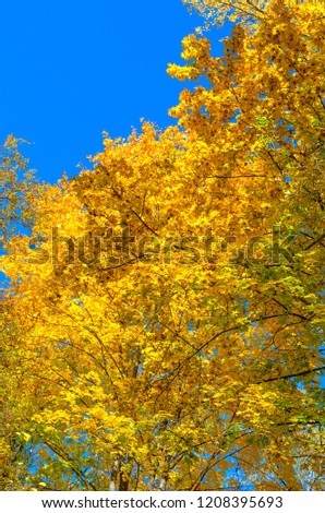 treetop in autumn, yellow leaves blue sky