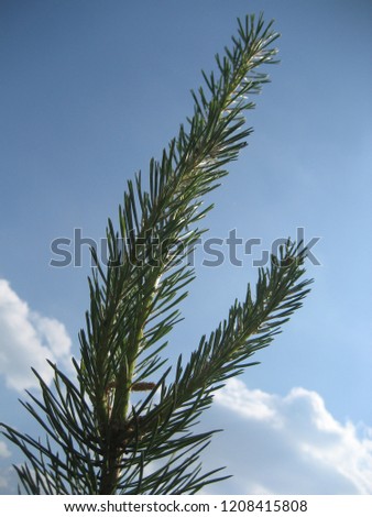 young pine branches on blue sky background