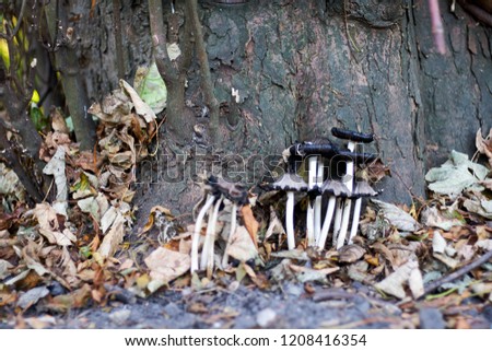 Mushrooms in the Forest