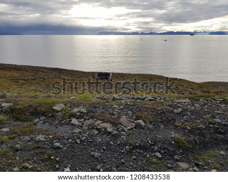 reindeer on svalbard island with sea and mighty mountain backdrop