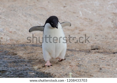 Adelie penguin going on beach in Antarctica