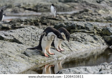 Group of adelie penguins on beach in Antarctica