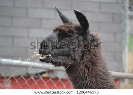 llama enjoying a little hay