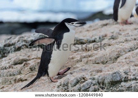 Adelie penguin going on beach in Antarctica