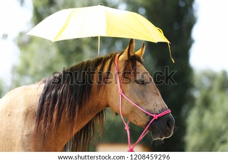 Clever sport horses don't fear of umbrellas