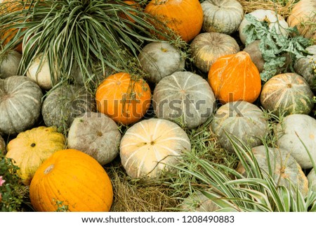 The compositions of pumpkins on straw, pumpkin harvest. Halloween decor
