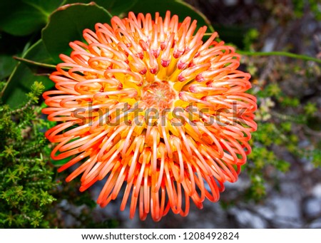 A Pincushion flower, Protea, Leucospermum