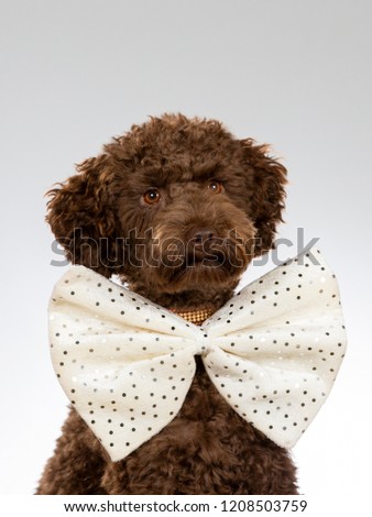 Australian labradoodle puppy portrait. Funny dog picture. Dog wearing a big bow. Image taken in a studio.