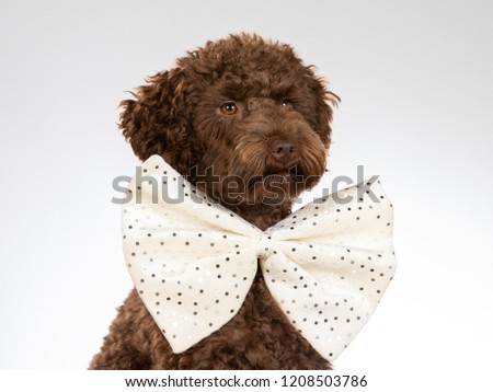 Australian labradoodle puppy portrait. Funny dog picture. Dog wearing a big bow. Image taken in a studio.