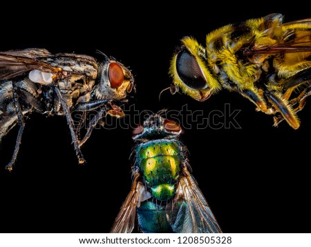 Trio of Flies at night