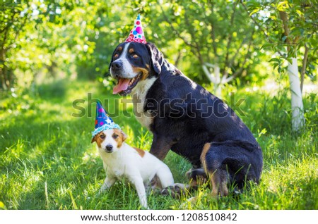 A dog's birthday, a party. Large Swiss Mountain Dog and Jack Russell Terrier, paper cap, celebrate the birthday of a dog, happy birthday my best friend.