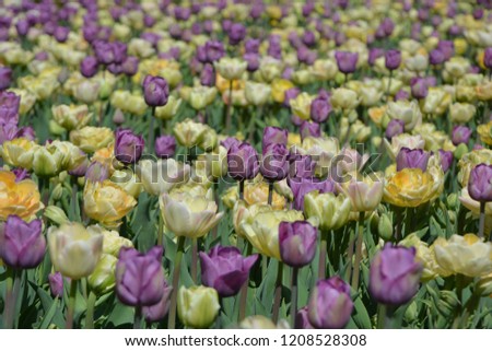 A field of tulips fills the whole picture. The tulips blooming in purple and yellow were taken in the spring of the Botanical Garden in Chicago