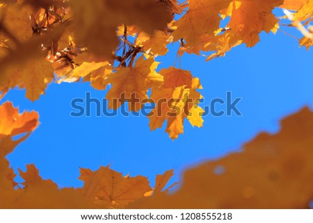 autumn maple leaf on a background of a clear sky / bright background picture autumn in full swing