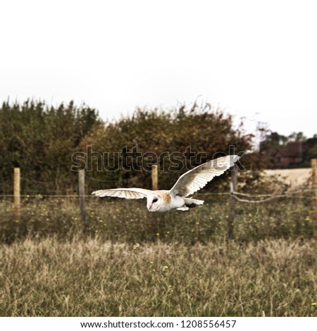 A picture of a Barn Owl in flight