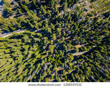 Aerial top view forest, Texture of forest view from above. Huge sequoia trees.