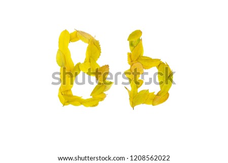 letter B b, small and large, of small yellow leaves, on a white background, isolates	
