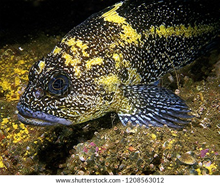Underwater, image of the front of a China Rockfish, Sebastes nebulosus, taken off the Vancouver Island coast.  The fish rests on a brown rock substrate containing yellow sponge and tube snails. 