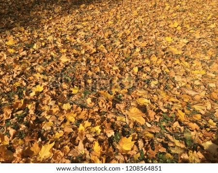 Golden yellow leaves on the ground. Sunny autumn.